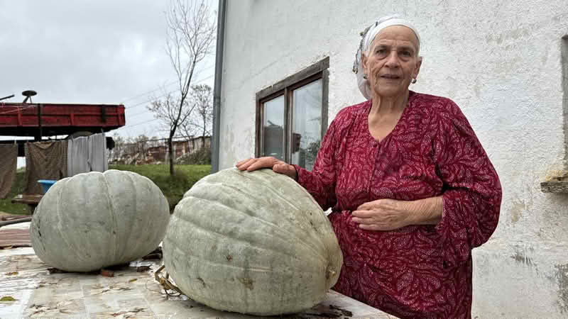 Komšije u čudu: Nana iz Cazina uzgaja bundeve teške i do 50 kilograma