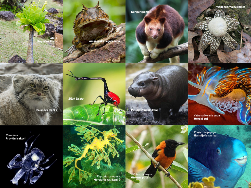 Međunarodni dan biodiverziteta: Raznolikost vrsta koje nastanjuju BiH naše je najveće bogatstvo