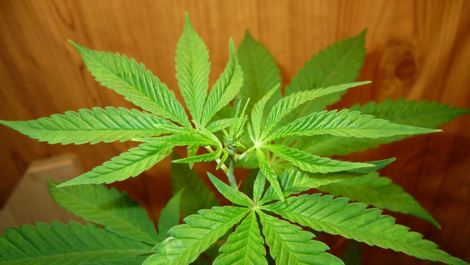 MUP SBK: U Bugojnu i Kiseljaku pronađene opojne droge