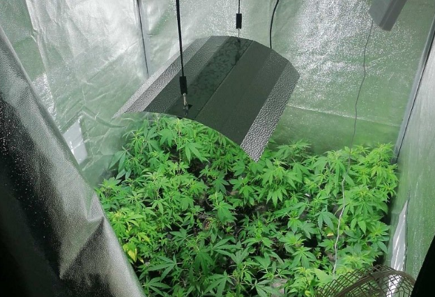 Pogledajte kako izgleda laboratorij za uzgoj marihuane koji je otkriven u Sarajevu