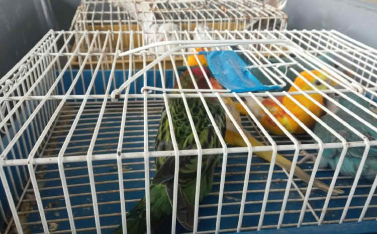 Državljani BiH pokušali prokrijumčariti 45 ptica, većinom zaštićene vrste