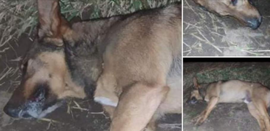 Jajce: Zatvorska kazna zbog trovanja i ubijanja životinja