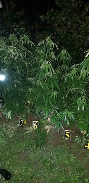 SBK/U malinjaku zasadio 13 stabljika indijske konoplje