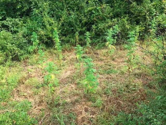 Na području Bugojna pronađeno 49 stabljika „indijske konoplje“