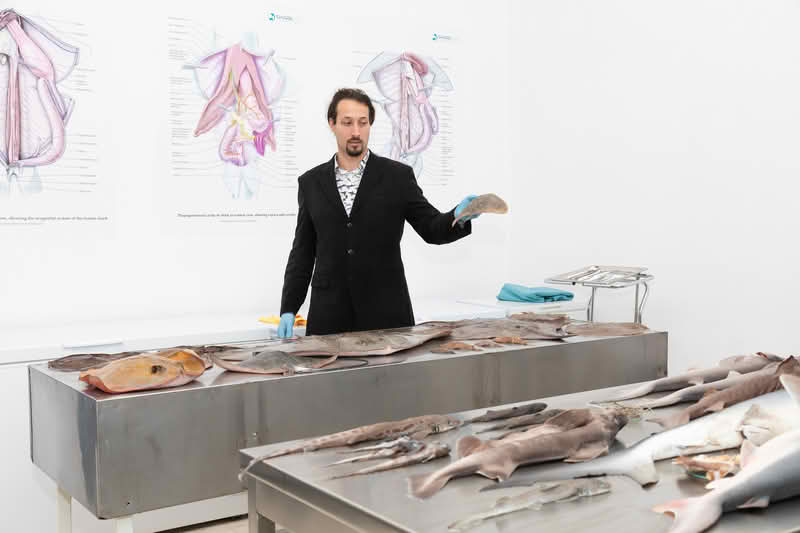 Andrej Gajić vodeći trener za istraživanje hrskavičavih riba u Jadranu