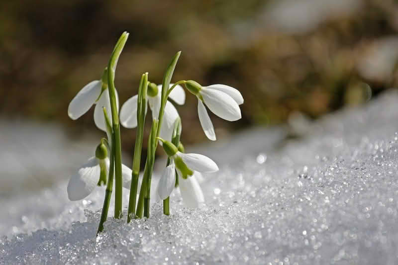 Narodna meteorologija: Sutra ‘udara’ prvo džemre, evo šta to znači