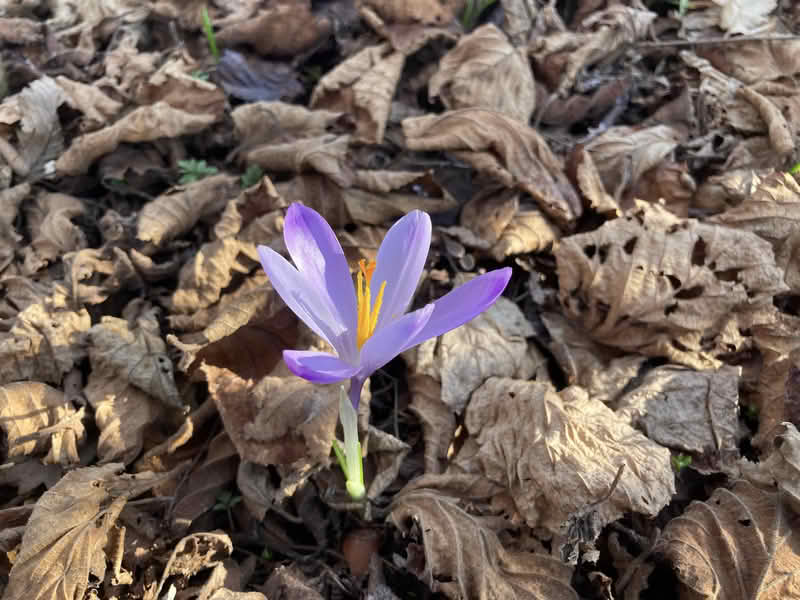 Hladno jutro sa minusima