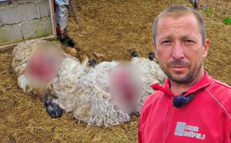 Mještani Urije u strahu zbog medvjeda koji ubija njihove životinje