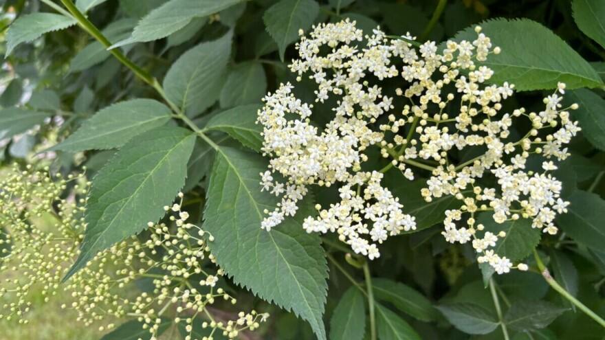 Cvijet koji miriše na zaradu: Otkup zohe u punom jeku, cijene skaču!